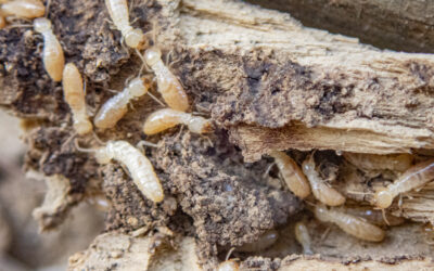 Why Termite Damage Often Looks Like Water Damage