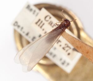 A Winged Termite