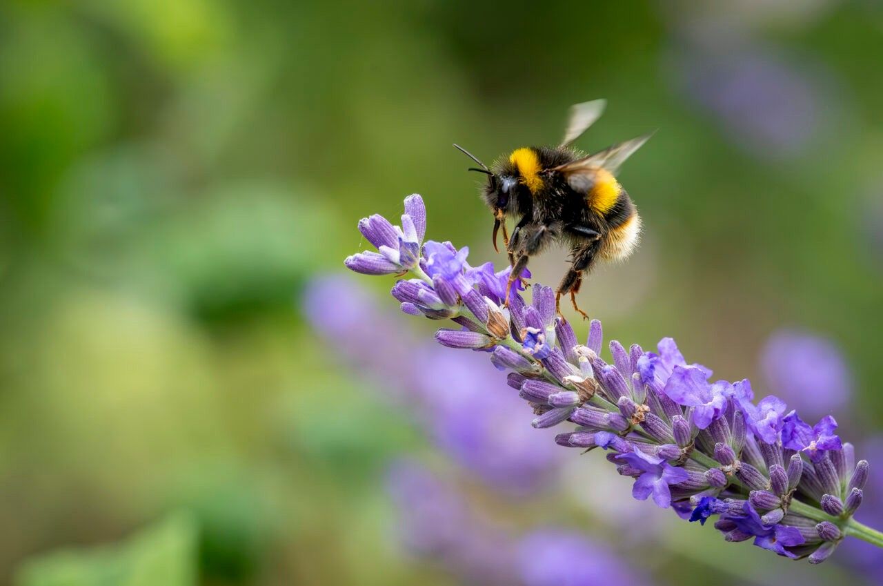 Bumblebee feeding on lavender blooms, highlighting pollination and garden ecosystem