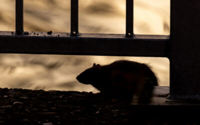 Hantavirus From Rodents: FAQ for Homeowners