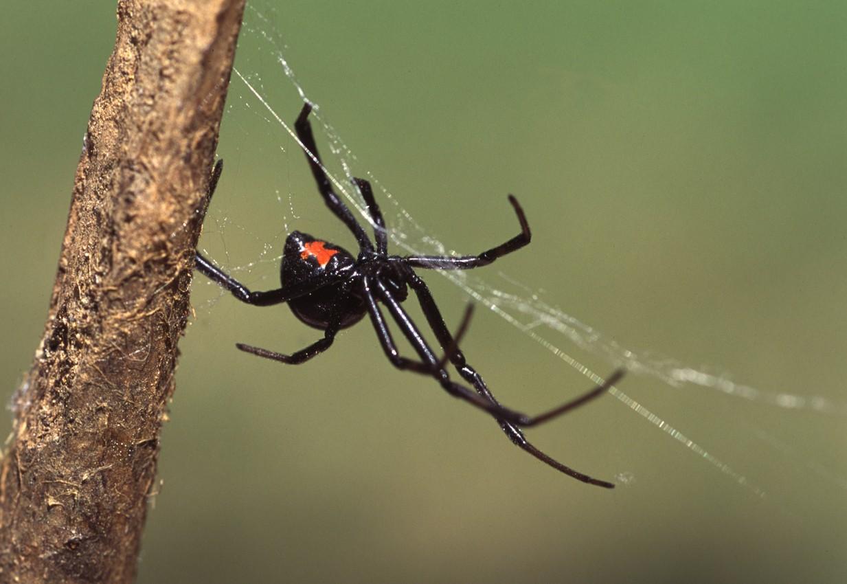 Black widow spider on web showing distinct body shape, a dangerous venomous pest species