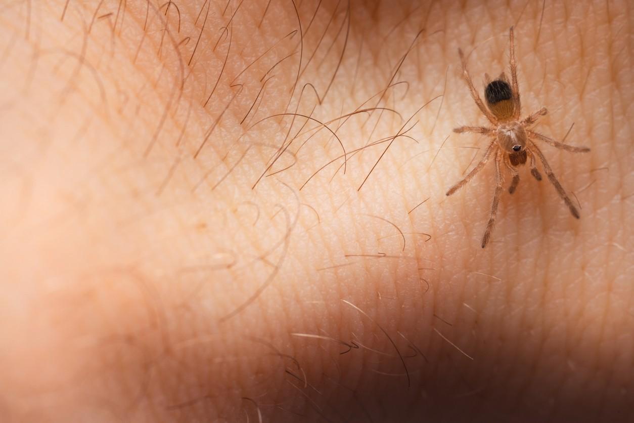 Close-up of household pest control treatment being applied on indoor surface area safely