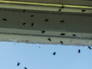 Several flies are visible resting on a dirty window pane, with daylight shining through from outside.