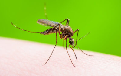 National Mosquito Control Awareness Week: Separating Mosquito Facts from Fiction