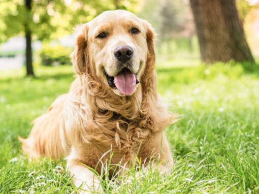 A golden retriever lies on green grass in a sunlit park, looking at the camera with its mouth open and tongue out, seemingly unbothered by any fly problems. Trees and a blurred background are visible.