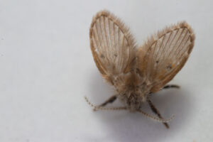 Close-up of a drain fly with fuzzy wings and antennae, resting on a plain white surface.