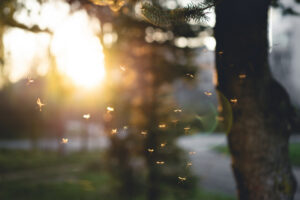 A group of small flying insects illuminated by sunlight in a forested area, with blurred trees and foliage in the background.