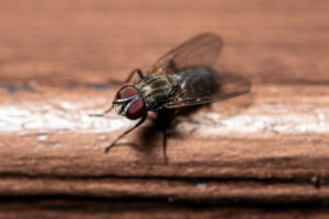 Close-up of a housefly with red eyes and transparent wings standing on a wooden surface.