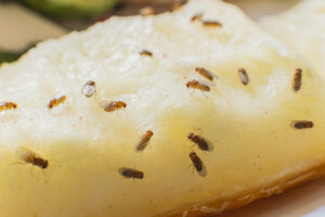 Several fruit flies gather on the surface of a slice of yellow fruit, likely attracted by its moisture and sugars.
