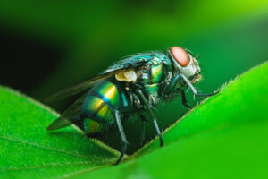 A close-up of a green blow fly with red eyes standing on a green leaf, showing detailed body segments and wings.
