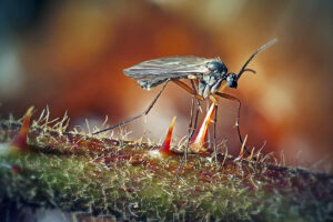 A close-up of a mosquito standing on a hairy plant stem with visible thorns, wings extended and antennae raised.