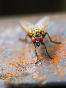 Close-up of a common housefly with red eyes standing on a rusty, textured surface.