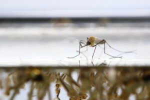 A close-up of a mosquito standing on the surface of water, with mosquito larvae visible below the water.