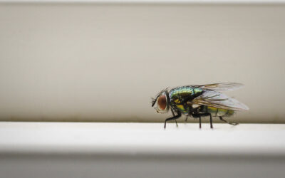Why Do Fly Problems Increase During Summer?