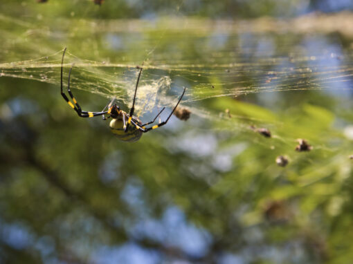 A black and yellow spider hangs upside down in its summer spiderweb, surrounded by leafy branches and sunlight.
