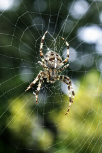 Close-up of a brown and white garden spider sitting at the center of its web, with a blurred green and yellow background.