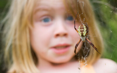 Why Spider Webs Keep Appearing Around Your Home This Summer