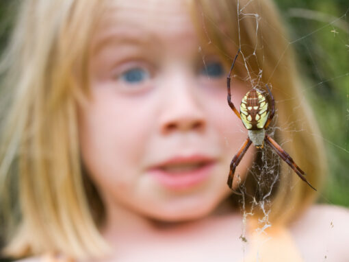 A child with a worried expression looks closely at a large summer spider in a web, with the spider in sharp focus in the foreground.