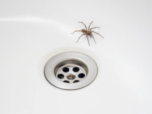 A brown spider in the bathroom is near the metal drain in a white sink.