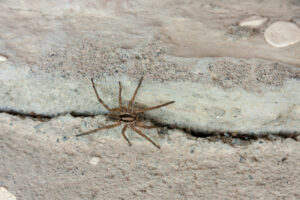 A brown wolf spider with long legs is positioned on a rough, light-colored stone surface near a crack.