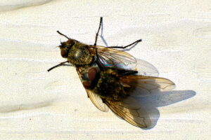 Two common houseflies are mating on a textured, light-colored surface in bright sunlight—a clear reminder of the importance of fall pests prevention.