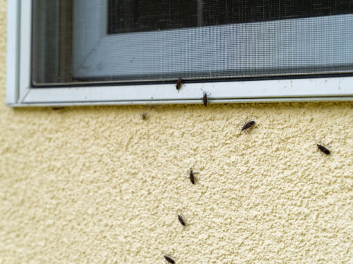 Several cockroaches are crawling up a yellow textured wall towards a screened window.