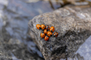 A group of ten orange ladybugs with black spots sit clustered together on a gray rock with a blurred background.