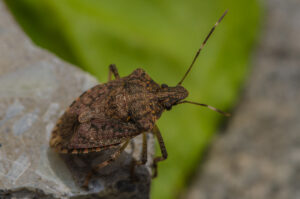 Close-up of a brown stink bug on a rock with a blurred green background.