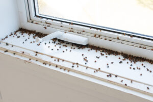 Numerous dead insects scattered on a white window sill beneath a closed window with a white handle.