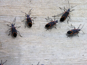 Several black insects with red markings are crawling on a light-colored wooden surface.