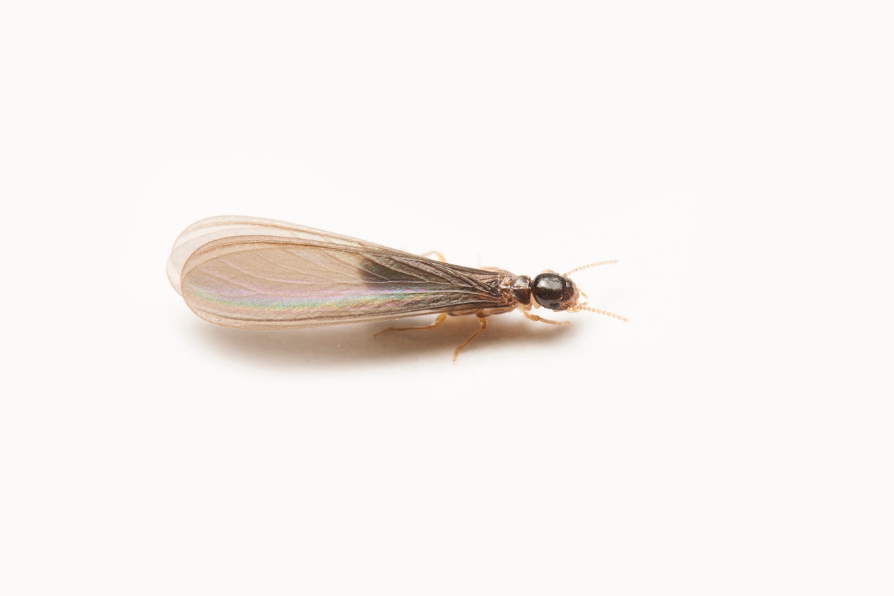 Winged subterranean termite alate swarmer, an early sign of termite activity<br />

